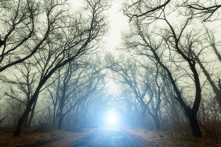 朦胧自然摄影照片_道路穿过可怕的神秘森林与蓝色的光雾在秋天。魔法树大自然朦胧景观
