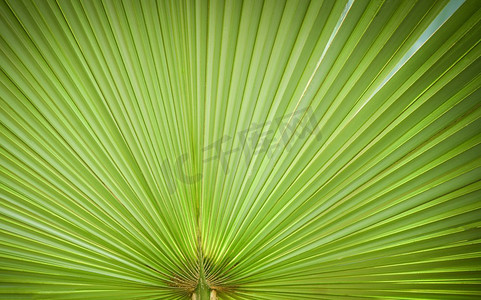 自然绿色图案/大绿色棕榈树叶子纹理在自然和阳光背景