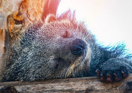 夏日，熊猫或北极熊躺在木头上睡觉，放松一下。