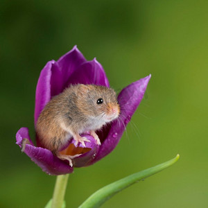 可爱的收获小鼠micromys minutus在紫色郁金香花叶子与中性绿色自然背景
