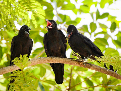 在树枝树的三个腐肉乌鸦与自然绿色背景/乌鸦黑色鸟呼叫开口—乌鸦corone