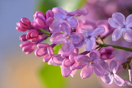宏观图像的春天丁香紫色花