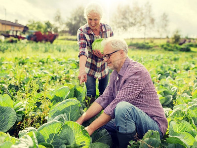 种地、园艺、农业、收获和人的概念--老两口在农场花园里采摘卷心菜。一对高三夫妇在农场采摘卷心菜