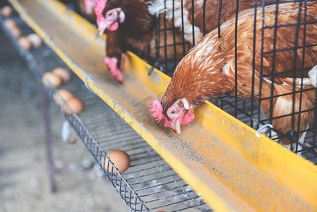 复活节摄影照片_笼养母鸡在室内养鸡场和鲜蛋鸡上的应用 