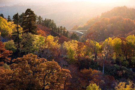 日本东北秋田地区的森林沼泽地日落红叶秋季