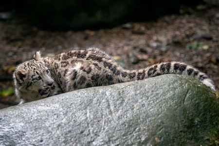 雪豹（Panthera uncia）。小雪豹。