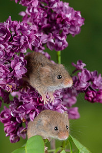 可爱的收获小鼠micromys minutus在粉红色花叶子与中性绿色自然背景