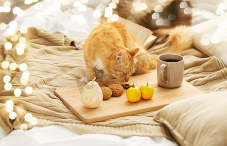 宠物，hygge和家养动物概念—红花斑猫闻食物在床上在家里。红色虎斑猫闻食物在床上在家里
