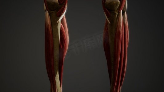 人体动画的肌肉系统