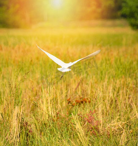 白金色摄影照片_白鹭鸟白鹭飞行在黄色金色小麦稻田/Ardea alba