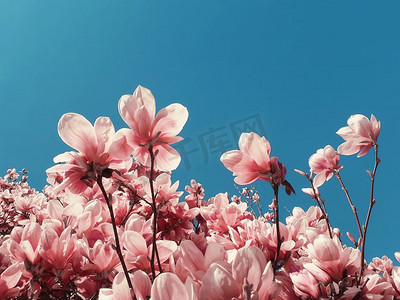 木兰花摄影照片_粉色、花朵、树木、春天