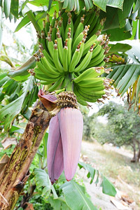 ingram高清图片香蕉树盆栽植物