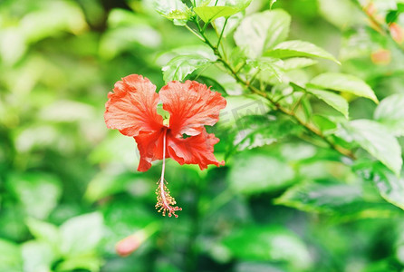 芙蓉王烟盒摄影照片_红色芙蓉花开花在树在自然热带花园背景/芙蓉玫瑰中国  