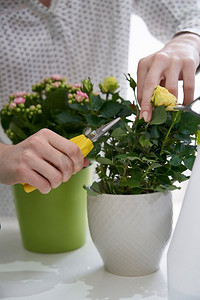 用剪刀修剪月季室内植物的妇女特写