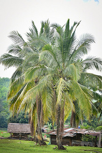 椰果摄影照片_农村的椰子棕榈树和椰果