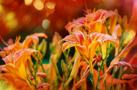 多彩多彩摄影照片_美丽的花朵特写镜头。适合花卉背景。