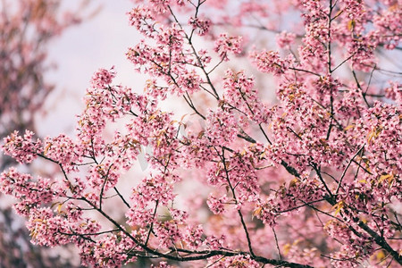 春天樱花节摄影照片_在树的野生喜马拉雅樱花，美丽的粉红色樱花花在冬天风景树与蓝天 