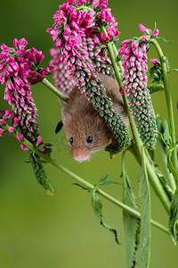 握鼠标摄影照片_可爱的收获小鼠micromys minutus在红色花卉叶子与中性绿色自然背景