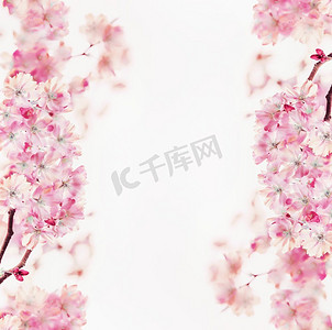 春天背景边框摄影照片_粉红色的春天樱花框，白色背景。花卉边框。春天的自然背景。樱花盛开
