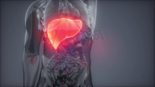 人体肝脏发光的科学解剖扫描。人体肝脏放射学检查