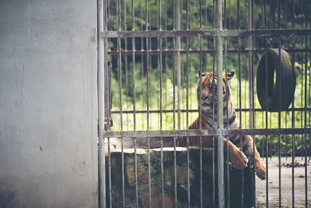 孟加拉虎在笼子里，野生动物在笼子里的概念