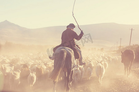 阿根廷巴塔哥尼亚山区的高乔山羊和山羊群