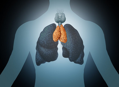 Thailed人体器官和腺体解剖与肺和甲状腺在3D插图风格。
