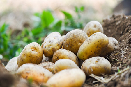 农产品外销摄影照片_新鲜马铃薯种植，从土豆地里收获成熟的土豆农产品
