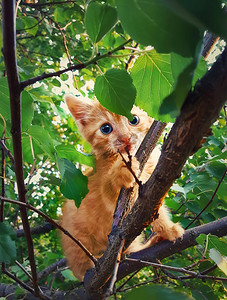 一只惊恐的橙色小猫挂在树枝上等待救援。可爱的猫，蓝眼睛嬉戏，躲在树叶后面。