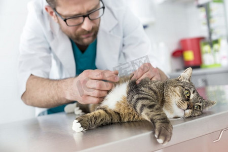 医生检查猫的毛皮表在兽医诊所
