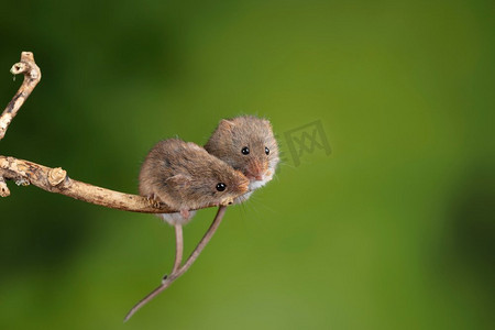 握鼠标摄影照片_可爱的收获小鼠micromys minutus在木棍与中性绿色背景在自然界