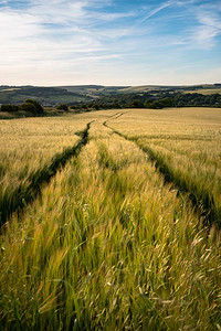 在柔和的夕阳下，英国乡村农地美丽的夏日风景