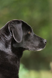 一只黑色拉布拉多犬的肖像