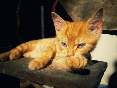 体贴的橙色小猫摆姿势。淘气的可爱的猫躺在乡村复古的背景上。可爱的懒惰。