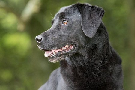 老年狗摄影照片_一只黑色拉布拉多犬的肖像