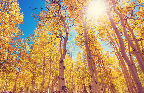 秋天五彩缤纷的阳光森林，晴朗的日子里有黄树。