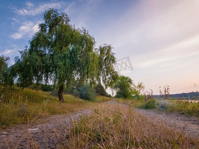 乡村风景与一棵柳树附近的乡村道路在一个平静的夏天晚上。