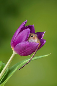 握鼠标摄影照片_可爱的收获小鼠micromys minutus在紫色郁金香花叶子与中性绿色自然背景