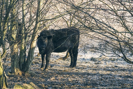 黑牛站在一些树在寒冷寒冷的冬天与阳光
