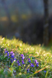 春天野花紫罗兰在森林里