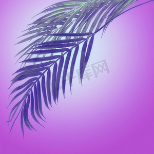 悬挂棕榈叶在紫色霓虹颜色放射状渐变背景。创意热带布局