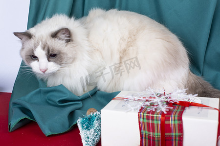 猫咪蝴蝶结绿色节日圣诞纯色玩具礼盒动物