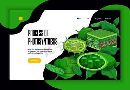 利用绿叶光转化叶绿体结构矢量图设计光合作用概念教育网站横幅的过程