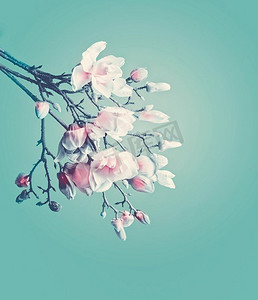 白玉兰春暖花开。木兰花的花枝，背景为绿松石。春天的概念。花卉边框