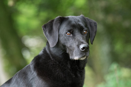 一只黑色拉布拉多犬的肖像