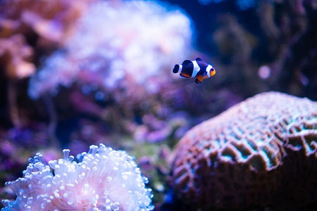 游动摄影照片_尼莫鱼正与美丽的珊瑚一起游动。