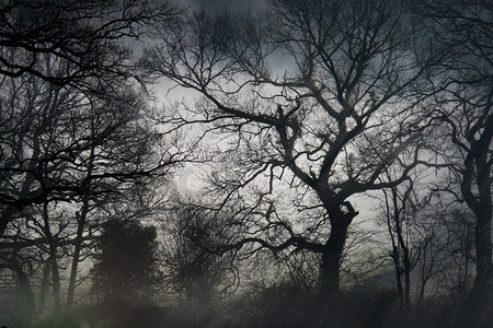 万圣节幽灵摄影照片_幽灵树在剪影