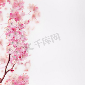 粉红色的春天樱花在白色的背景上。花卉边框。春天的自然背景