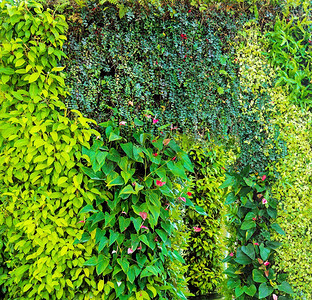 绿色的各种爬山虎蕨和郁郁葱葱的植物在墙上。自然与环境概念