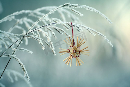 冬天的树枝和草覆盖着霜和雪